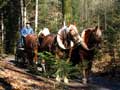 mit Kutsche durch den Wald